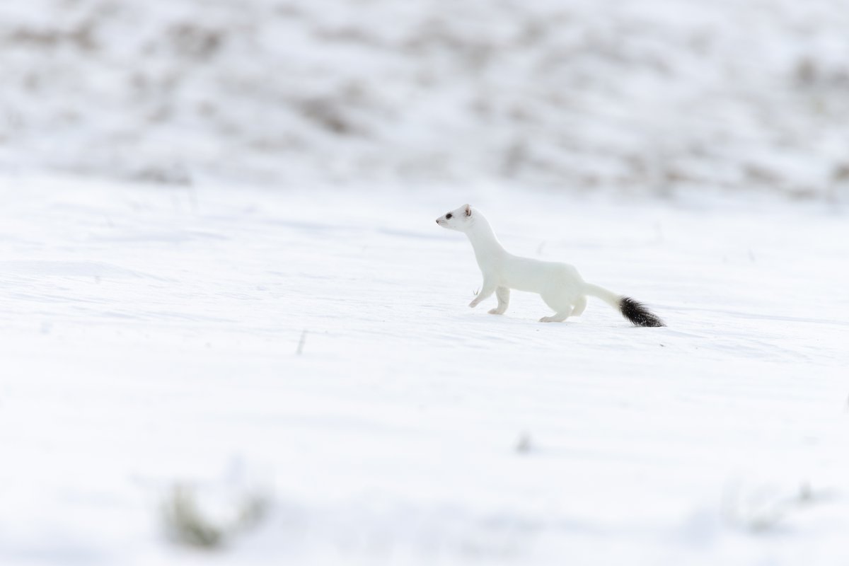 MaxColinPhoto's tweet photo. Hermine - Haute Savoie

#wildlife #wildlifephotography #wildlifephotographer  #nature #NatureBeauty #naturephography #TwitterNatureCommunity #naturelovers #photography #Photographie #HauteSavoie https://t.co/rlyLa8cXDh