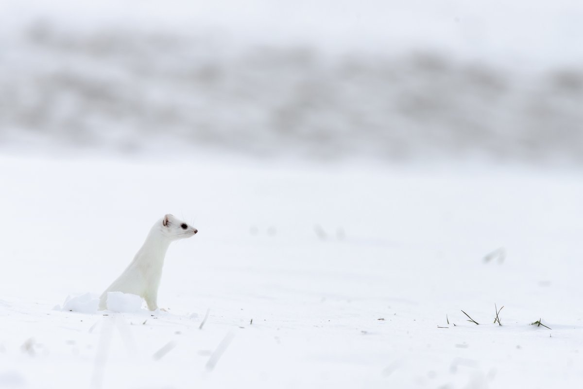 MaxColinPhoto's tweet photo. Hermine - Haute Savoie

#wildlife #wildlifephotography #wildlifephotographer  #nature #NatureBeauty #naturephography #TwitterNatureCommunity #naturelovers #photography #Photographie #HauteSavoie https://t.co/rlyLa8cXDh