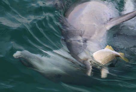 AnimBehSociety's tweet photo. Tune in tomorrow (Monday Jan 24) for our next #ABStakeover with Taylor Evans @TCamille22! Get ready to learn &amp; chat about #dolphins, #social #behavior, #personality, and the importance of long-term research! https://t.co/B3FKEqmygK
