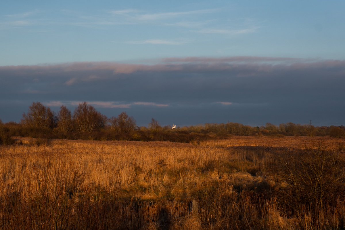 nigelgutgenug's tweet photo. Wicken Fen Nature Reserve, Cambridgeshire.
@FascinatingFens @WickenFenNT
#TheFens #FascinatingFens #Fenland #Cambridgeshire #wickenfen #fujifilm #fujifilm_xseries #fujinon #sunset #winterlight #outsideisfree https://t.co/o0Uag7RAsb