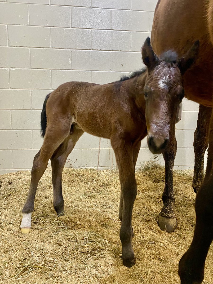 JimHaworth1's tweet photo. 2 new arrivals this week at the #WSR!  High Brow Cat stud colt and a Rolls Royce filly! 😎🙏👍 https://t.co/iJrox8HAXS
