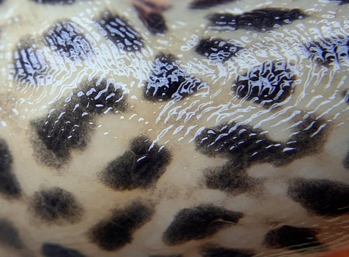 crevicedwelling's tweet photo. leopard slug textures https://t.co/aT2jML99xT