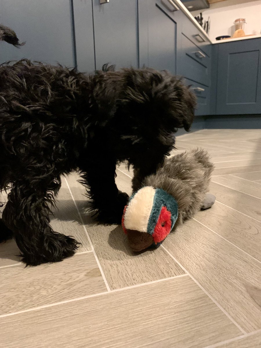 So this evening I got a visit from my friend @RoisinTM who brought me this lovely pheasant to play with. It squeaks and I find that very amusing. She also brought some fizzy stuff for the hoomans to drink. Not sure what that’s all about. Pheasant any day!