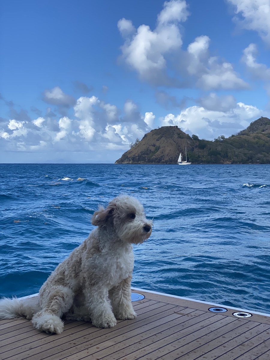 haralabob's tweet image. “Feelings come and go like clouds in a windy sky. Conscious breathing is my anchor”
Thich Nhat Hanh / Oscar the Doodle.