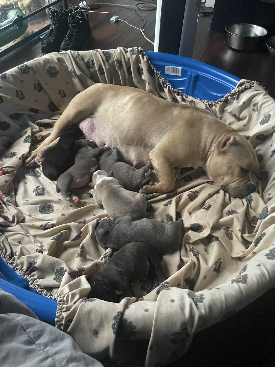 JohnDopeReally's tweet photo. Come see a man about a Dog! https://t.co/kSFGn5uaGy