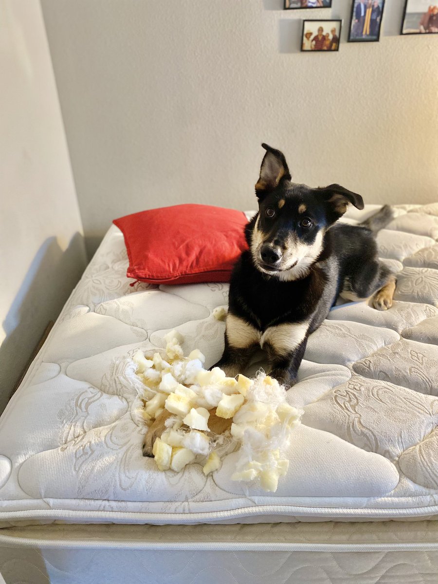 liz_maltby's tweet photo. Someone is not handling the start of the semester well. #zeroshame #poliscidogs https://t.co/vUJEBhzI1s
