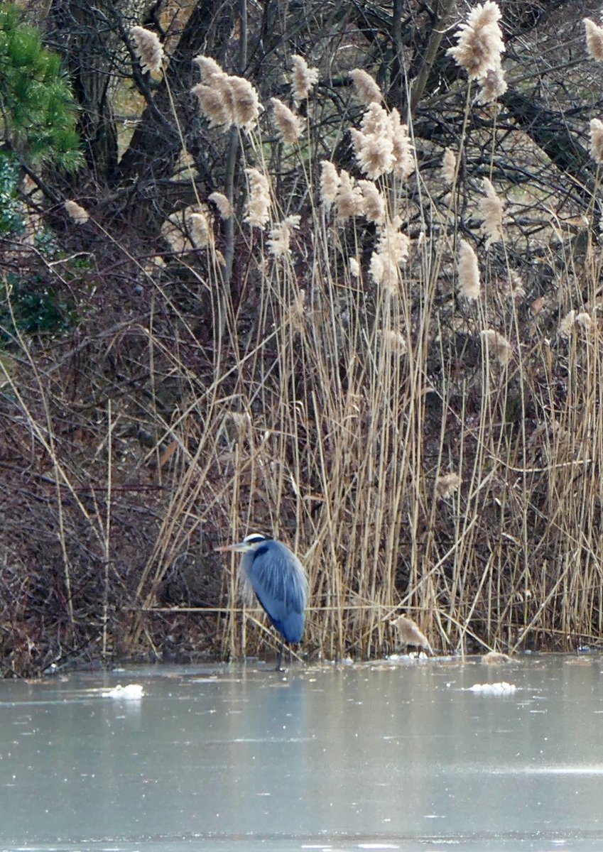 Hanging out at Harlem Meer now. Just landed. Fingers are too frozen to type more eloquently. 🥶

#BirdCPP #urbanBirding #birdsofCentralPark #centtalParkBirding #blueHeron