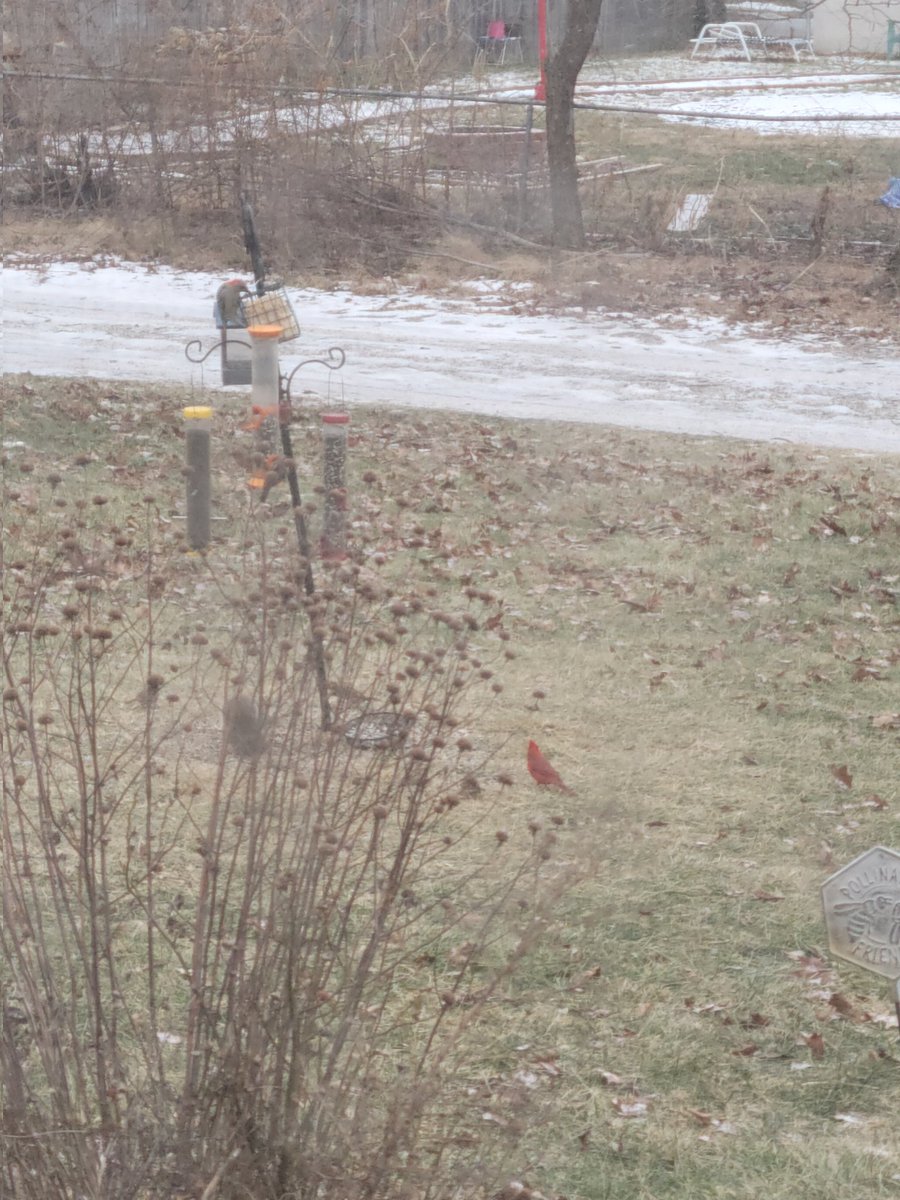 SEnd614's tweet photo. At the feeders this morning. #NaturalBeauty #SunnyEnd #audubonbirds #ohio #nativegardening #snowday https://t.co/ByWyad05ZS