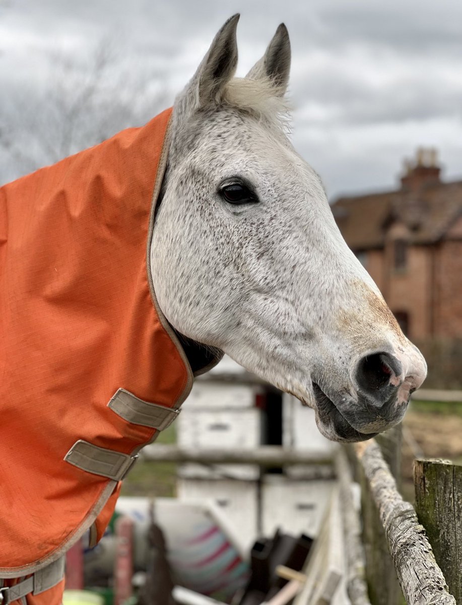 KallieMare's tweet photo. Kallie is 194 days pregnant today! 
She had a good groom ….. moulting and a treacle lick nose 🙈 but looking amazing! 
#britishbreeding #specialmare #firsttimebreeding #cantwait #breedingashowjumper #mareinfoal https://t.co/799TcbuQbG