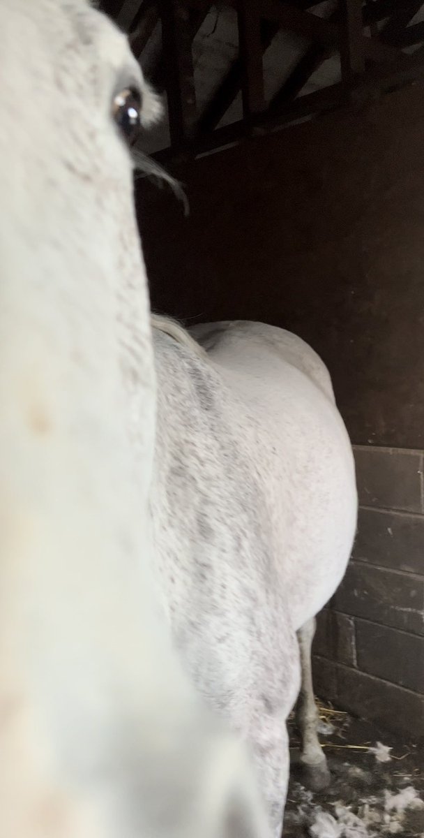KallieMare's tweet photo. Kallie is 194 days pregnant today! 
She had a good groom ….. moulting and a treacle lick nose 🙈 but looking amazing! 
#britishbreeding #specialmare #firsttimebreeding #cantwait #breedingashowjumper #mareinfoal https://t.co/799TcbuQbG