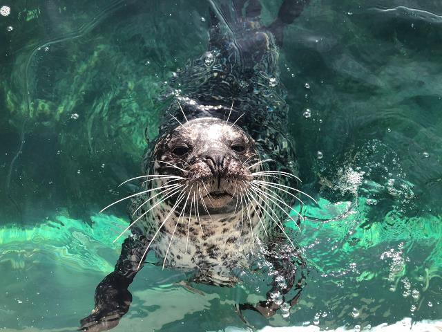 NEDaysout's tweet photo. Things are nearly getting back to some kind of normality but it's still cold, so why not step inside and immerse yourself in an underwater kingdom for an hour or so at @TYNAquarium 

More ideas for things to do on a cold day in the north east here : https://t.co/HVjAeYTADp https://t.co/Fz6Zlw9eFw