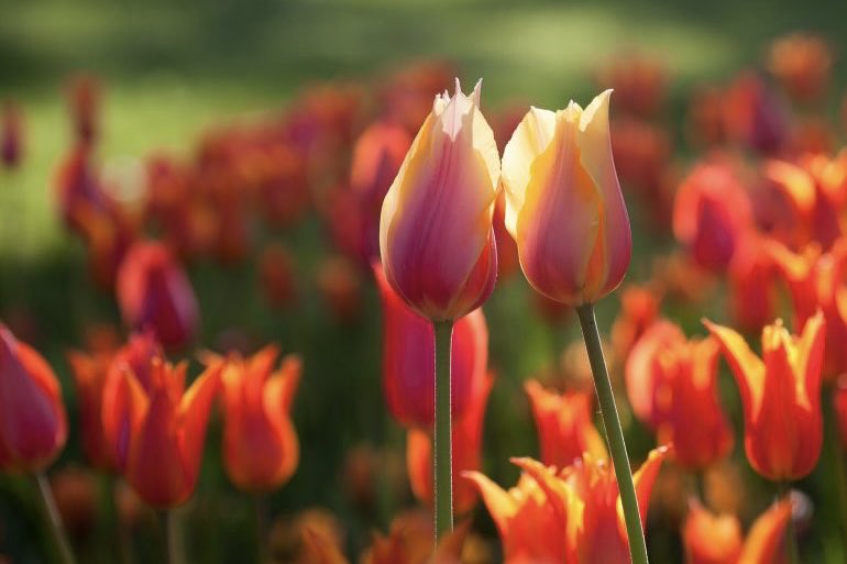 Good morning my friends🌺💞 Have a happy new week💞🌺💫