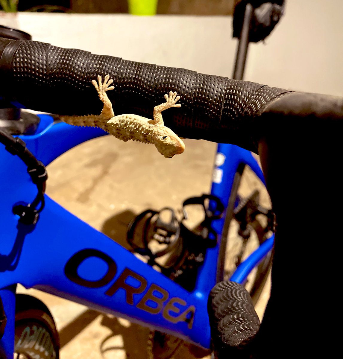 Caroline Livesey tweet media