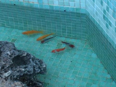 Els infants d’infantil 5 en el marc del projecte “L’aigua” han estudiat l’hàbitat de la bassa de l’Arc Iris.
Un projecte que ha despertat molt d’interès a l’alumnat i grans aprenentatges.