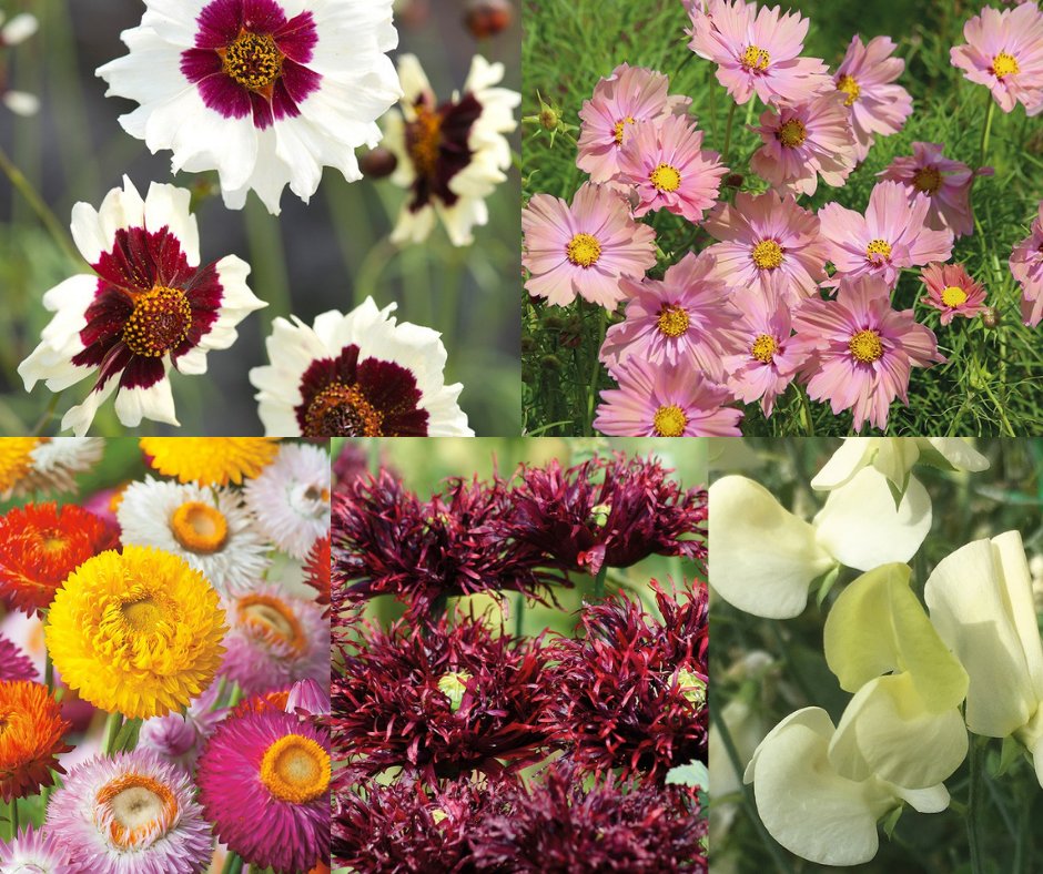 Mr Fothergills Seeds tweet media