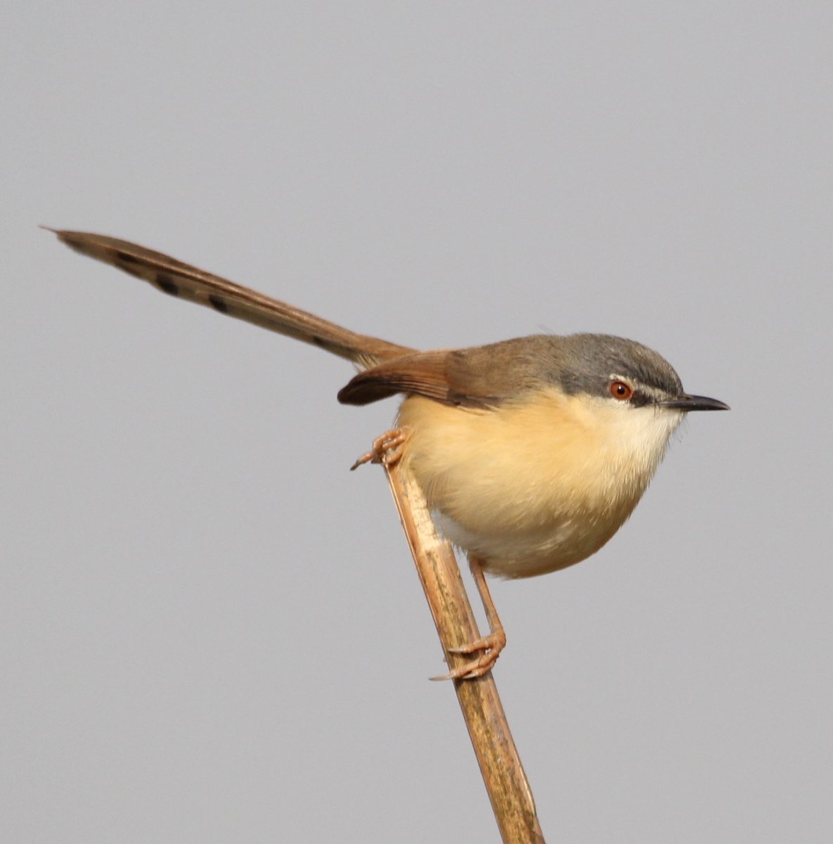 A tribute to the melody queen of India #LataMangeshkar #Songbirds #IndiAves #ashyprinia #dhanauriwetland #UttarPradesh #birdphotography #NaturePhotography