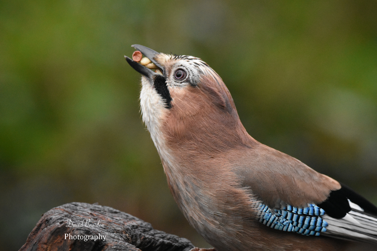 DBraidenPhoto's tweet photo. #AskCarlBovis. How many peanuts can a Jay get in it's beak in one go ? I make it 4.
#TwitterNatureCommunity #birds #nature #birdwatching
@CarlBovisNature https://t.co/w6G36ZtMKp