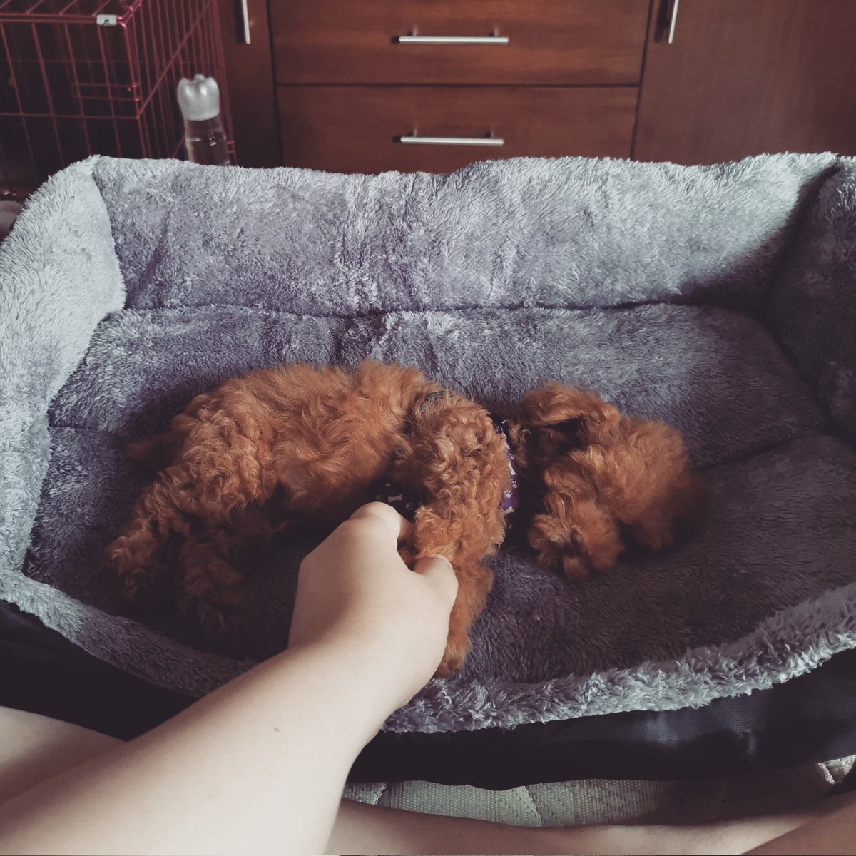 kamsahaeyow's tweet photo. This little guy does not want to wake up. 😂

#FuzzyKiwi #ArmyPets https://t.co/lpJSenm4T7