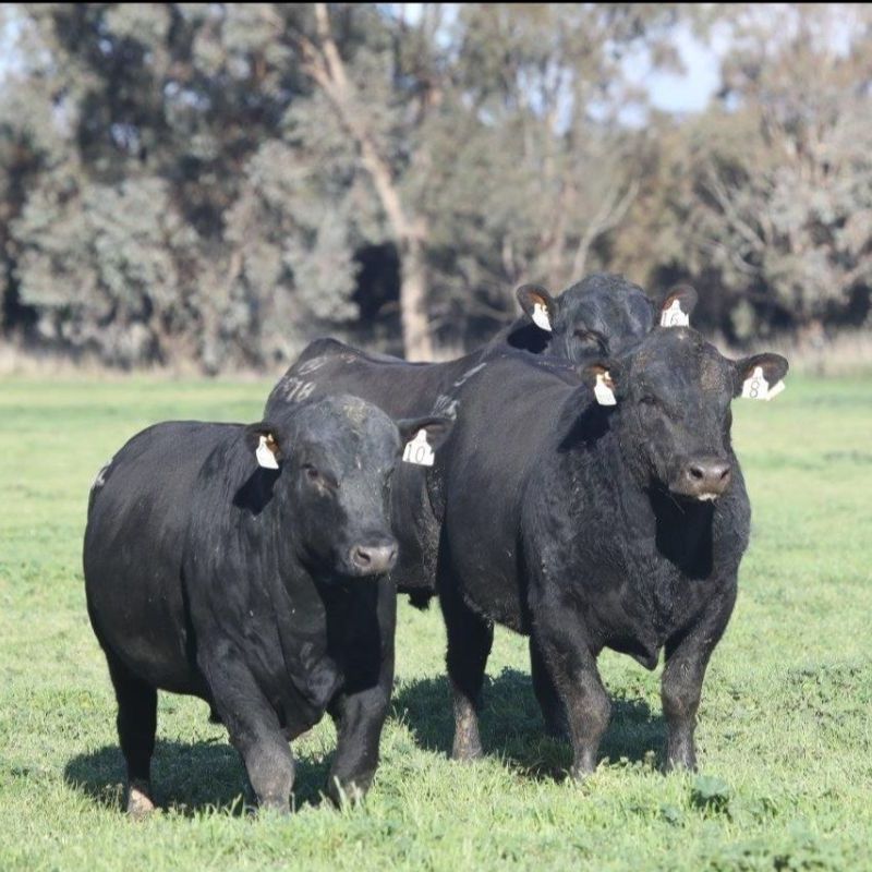 Last Call for the Holbrook Beef Genetics Update - mailchi.mp/366da3c93b18/l… @andywetty @mjgoodenco @angusaustralia