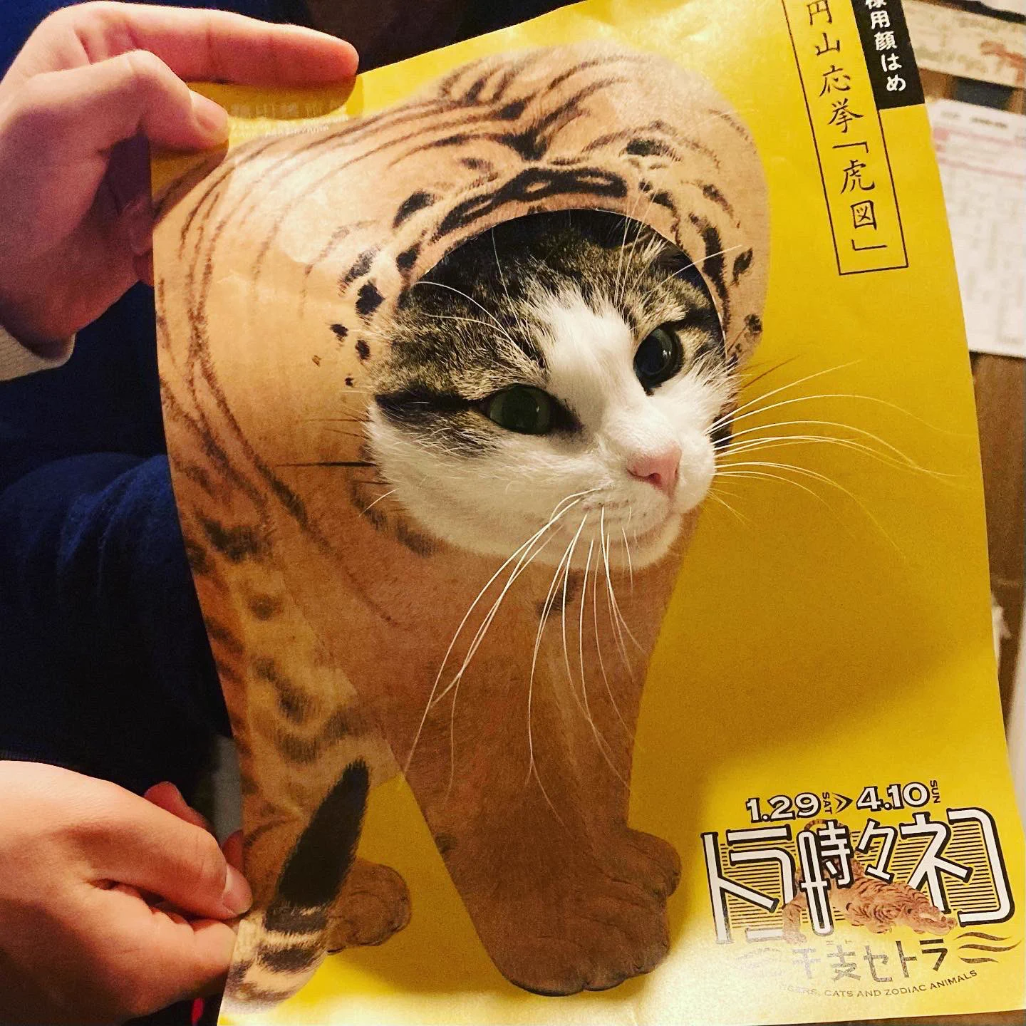 福田美術館のチラシが…！ねこ様用顔はめ仕様だった！！