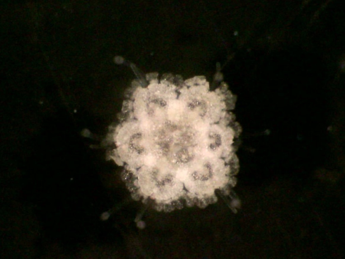 Kenny Wolfe (@kennylwolfe) on Twitter photo Catch them while they're young! Our Crown of Thorns project exploring natural predation at their earliest benthic life stage is off to a great starrrrr-t. Cute but delicious 🌟🍴 <a href="/AmeliaDesbiens/">Amelia Desbiens</a> <a href="/petemumby/">Peter Mumby</a> <a href="/suthicke/">Sven Uthicke</a> <a href="/klesita/">Dr K-le Gomez</a> @GBRFoundation Catch them while they're young! Our Crown of Thorns project exploring natural predation at their earliest benthic life stage is off to a great starrrrr-t. Cute but delicious 🌟🍴 <a href="/AmeliaDesbiens/">Amelia Desbiens</a> <a href="/petemumby/">Peter Mumby</a> <a href="/suthicke/">Sven Uthicke</a> <a href="/klesita/">Dr K-le Gomez</a> @GBRFoundation