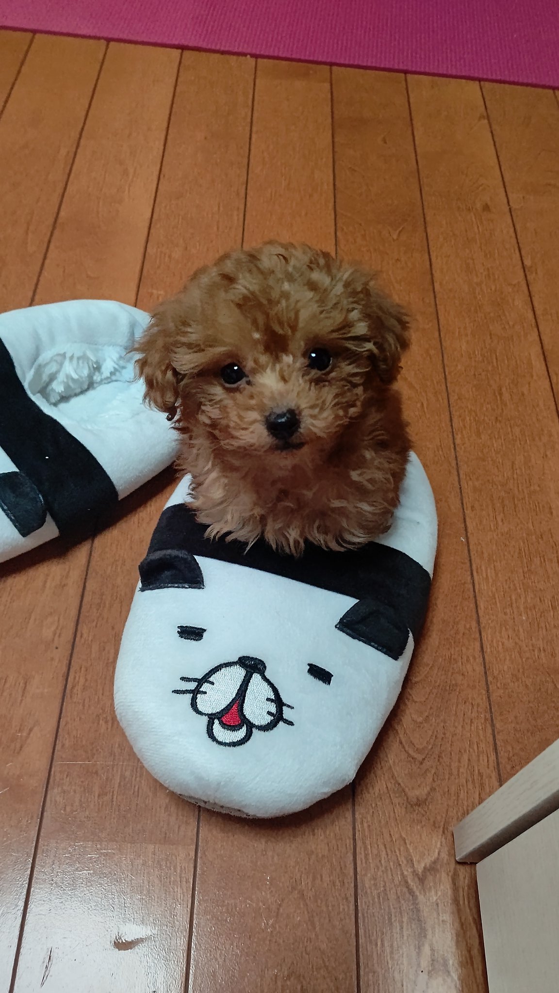 スリッパにスッポリ 特等席を絶対に譲らないトイプーパピーのかわいさにメロメロ ブリーダーナビ