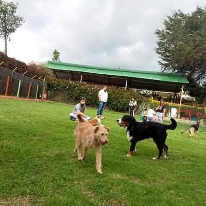 It is an honor to provide this window to communicate such an important and vital job as fighting and supporting the well-being of pets with their lucky humans. 🐾🐕🐾🐕🐾🐕🐾🐕🐾🐕🐾....Enter the link in bio and surprise your pet 👆🎁🐾🐕

#DogsofTwittter #dogsofinstagram