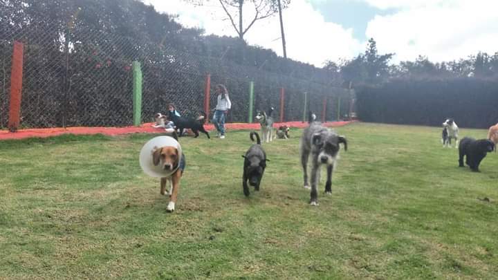 support the foundation with a dollar or whatever your heart desires. Pay Pal account sebastianvalenciapalacios11@gmail.com

#dogsoftwitter #dogsofinstagram #dogstyle #DogeKing 

🐕🐾🎁👆🐾🎁🐕👆🙏