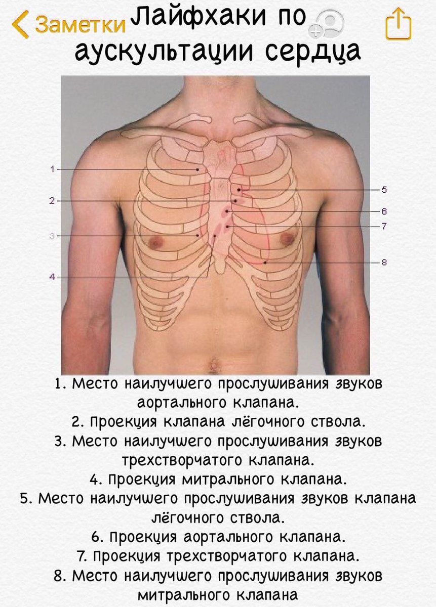 Адамово ребро. Ориентиры ребер на теле. Анатомические ориентиры ребер. Нижние плавающие ребра. Где находятся ребра у человека.
