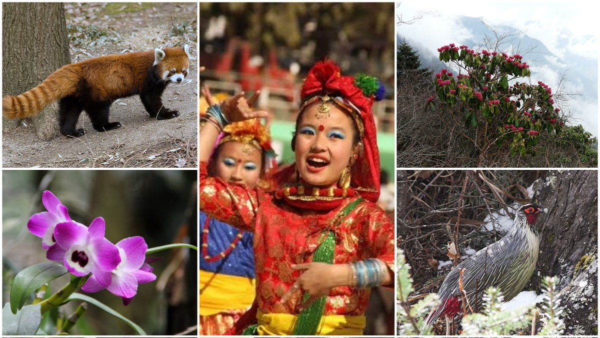 BORN4WIN's tweet photo. #Daily1State
#Sikkim
#Symbols
• Motto: Kham-sum-wangdu
• Animal: Red panda
• Bird: Blood pheasant
• Flower: Noble dendrobium
• Fish: Copper Mahseer
• Tree: Rhododendron
• Famous dance: Mask dance https://t.co/KBz1u7kPSb