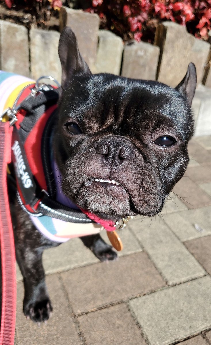 orangepetsitter's tweet photo. るいくん♡今日も元気いっぱいにお散歩してくれました😊💕💕常にはしゃいでるけど、ご飯の時は真剣です😆 https://t.co/ZZ3MPIxKyl