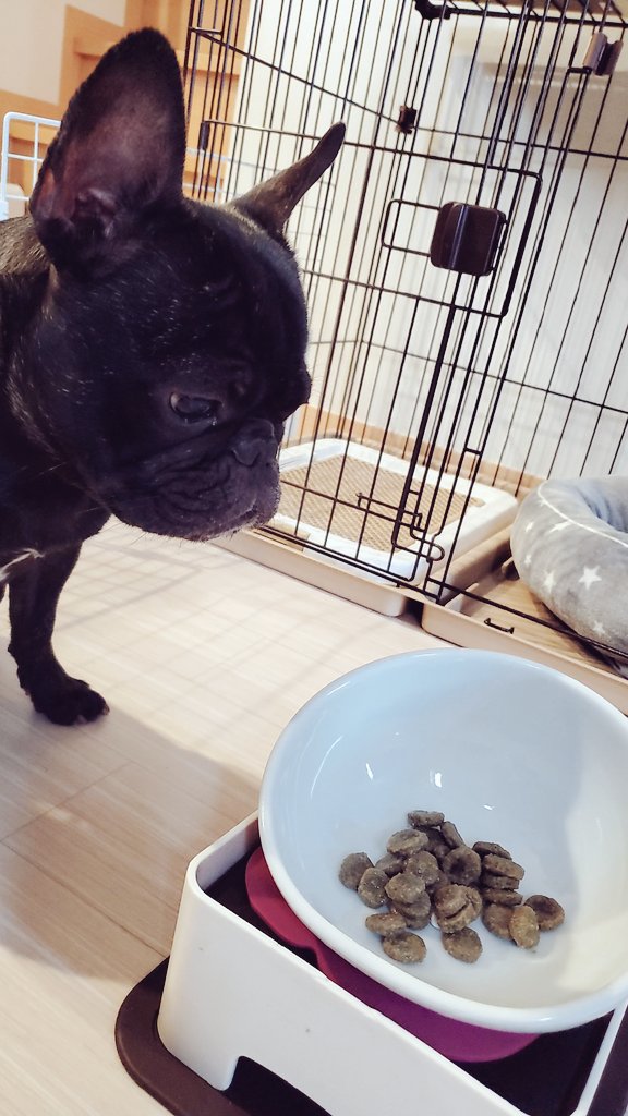 orangepetsitter's tweet photo. るいくん♡今日も元気いっぱいにお散歩してくれました😊💕💕常にはしゃいでるけど、ご飯の時は真剣です😆 https://t.co/ZZ3MPIxKyl