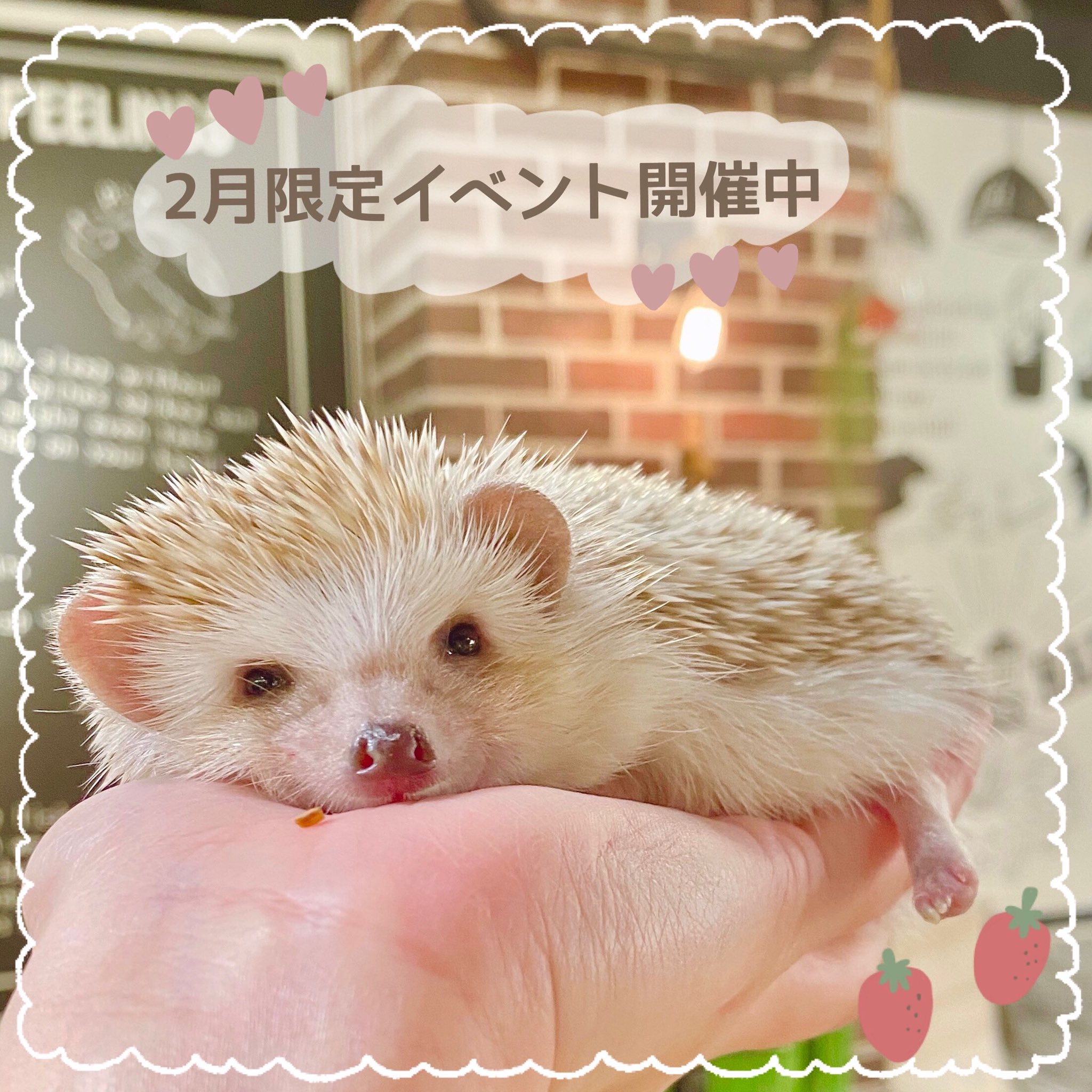 大特価 ずっこけハリネズミ イラスト