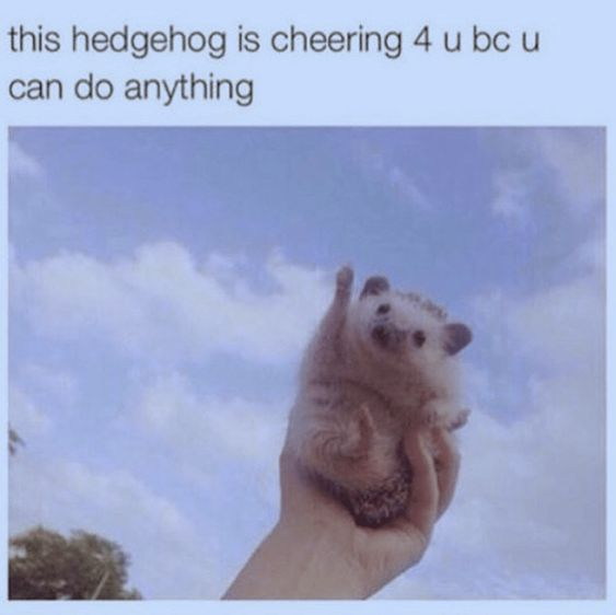 WholesomeMeme's tweet photo. https://t.co/OdvXId4EgA