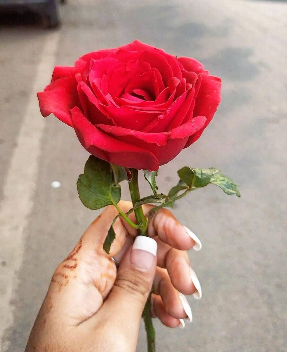 Naveenkumarppc's tweet photo. #Valentinesweek

Rose is not always meant for proposing love 
It also means...
R=Rare
O=Ones
S=Supporting
E=Entire life
Be a Rose for someone forever #RoseDay
#Valentinesweek 🌹 https://t.co/SqLPVLnWPK