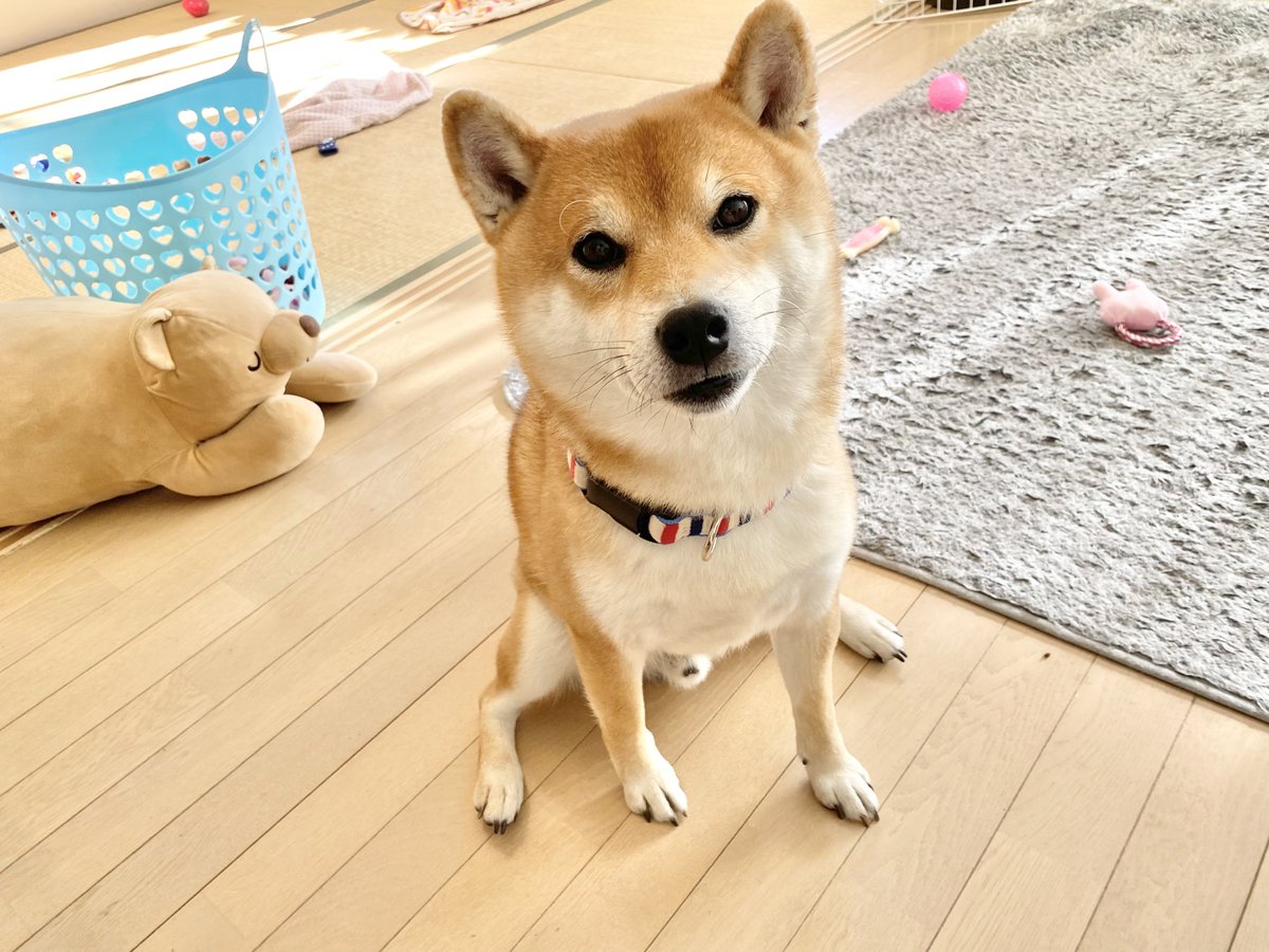 ぬーん💕 ママ達、美味しそうなの食べてるね。 僕も食べたいにょ〜🐶 #柴犬