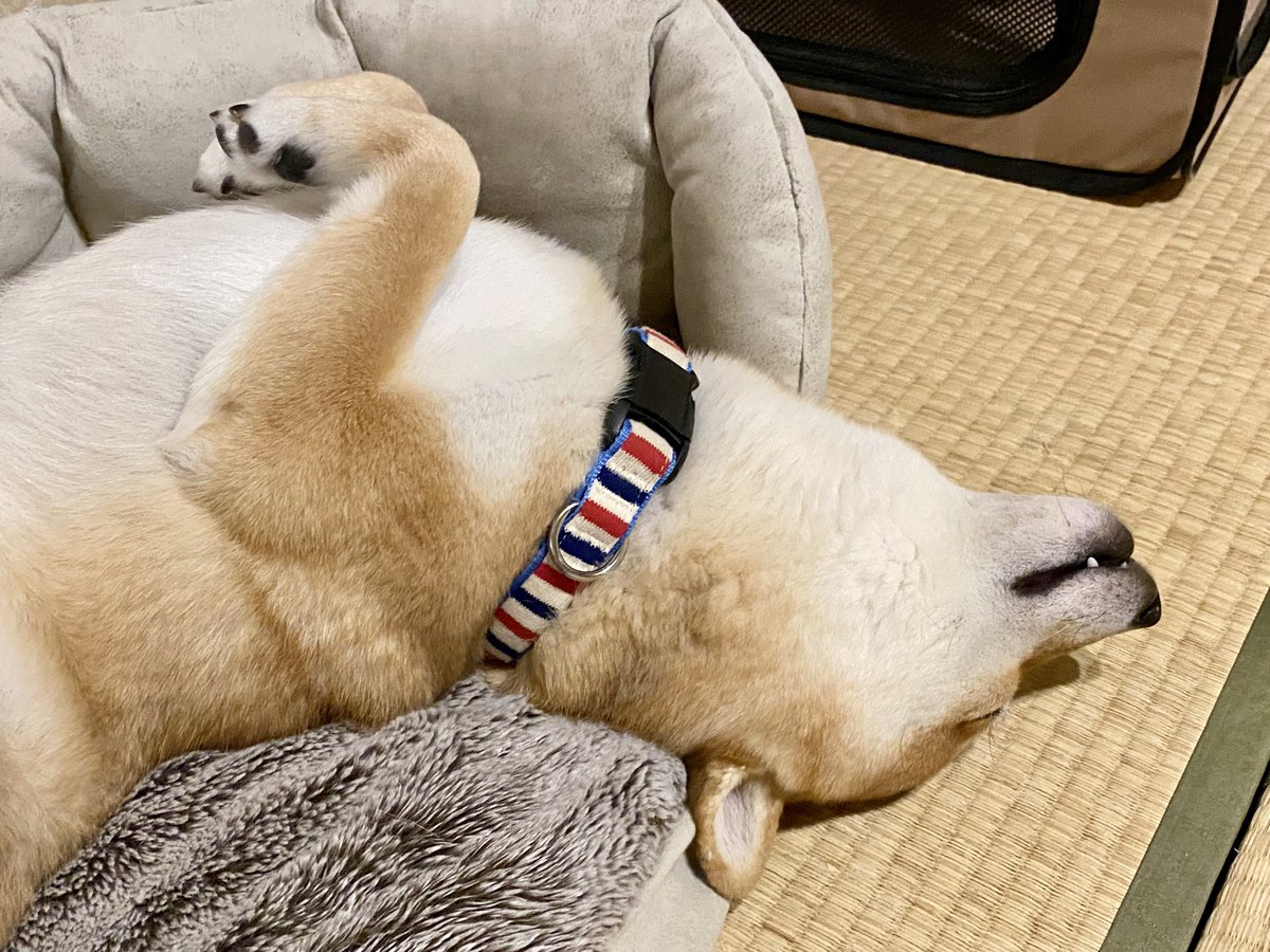 今日もまた、のけぞって寝ています🐶 #柴犬 #へそ天