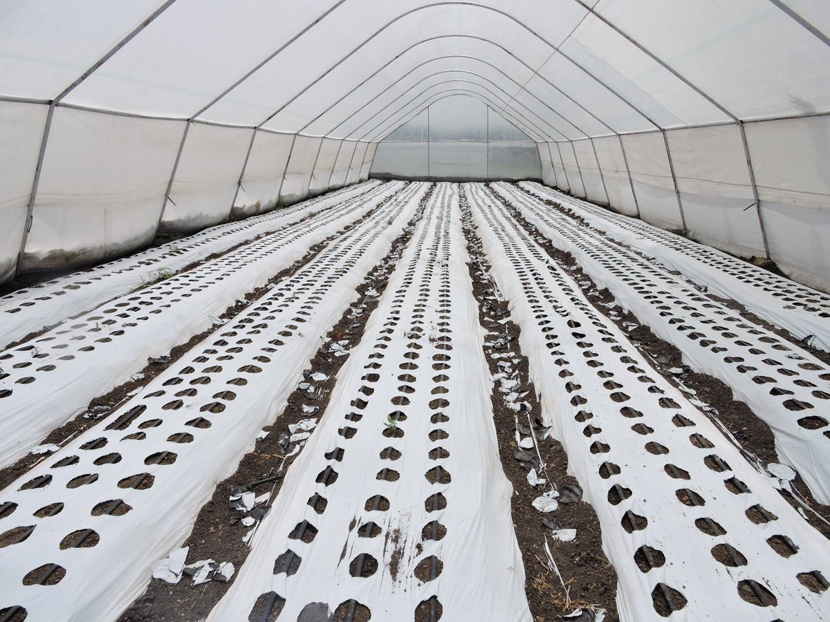 amiran_kenya's tweet photo. #MULCHINGPAPER

BENEFITS
♦Saves on labor &amp; use of herbicides.
♦Preserves soil moisture.
♦Water saving thus less irrigation.
♦Decreases nutrient leaching during rains.
♦️Increase in crop yields.
♦️Warms the soil for optimum growth.
📞0800720720 https://t.co/9VinDYY4N2