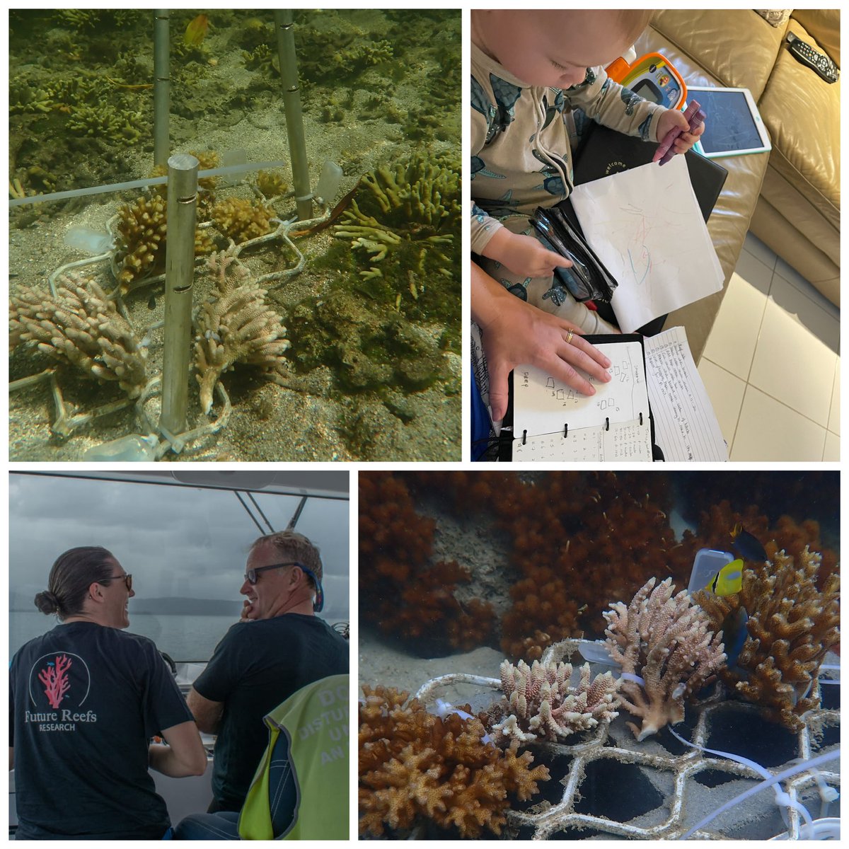 Emma Camp (@emmafcamp) on Twitter photo Today was the day! Reciprocal mangrove-reef #coral transplantation complete. Early morning planning with the little man, followed by a huge team effort to get colonies tagged, tracked & moved. Thank you <a href="/DavidJSuggett/">David J Suggett</a> <a href="/TrentHaydon/">Trent Haydon</a> <a href="/CaitlinAlinya/">Dr Caitlin Alinya Lawson</a> <a href="/WavelengthReef/">Wavelength Charters</a> #RolexAwards Today was the day! Reciprocal mangrove-reef #coral transplantation complete. Early morning planning with the little man, followed by a huge team effort to get colonies tagged, tracked & moved. Thank you <a href="/DavidJSuggett/">David J Suggett</a> <a href="/TrentHaydon/">Trent Haydon</a> <a href="/CaitlinAlinya/">Dr Caitlin Alinya Lawson</a> <a href="/WavelengthReef/">Wavelength Charters</a> #RolexAwards