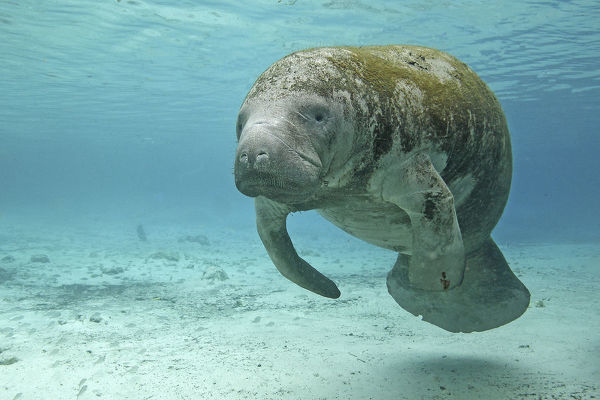 амазонский ламантин. дюгонь морская корова. ламантины обитают. стеллерова морская корова. ламантины обитают.