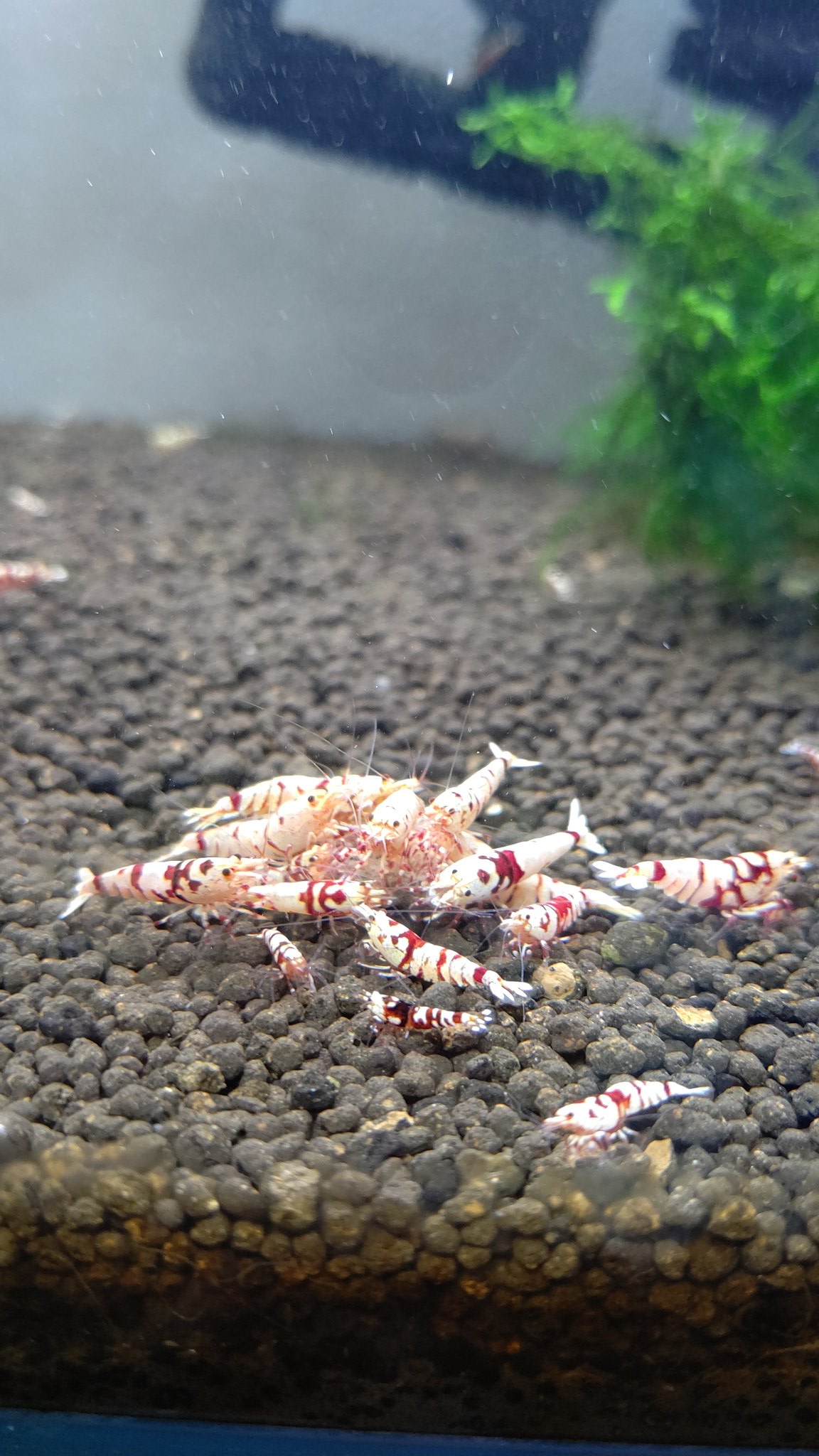 最強戦士 Ryugenkilove77 Twitter