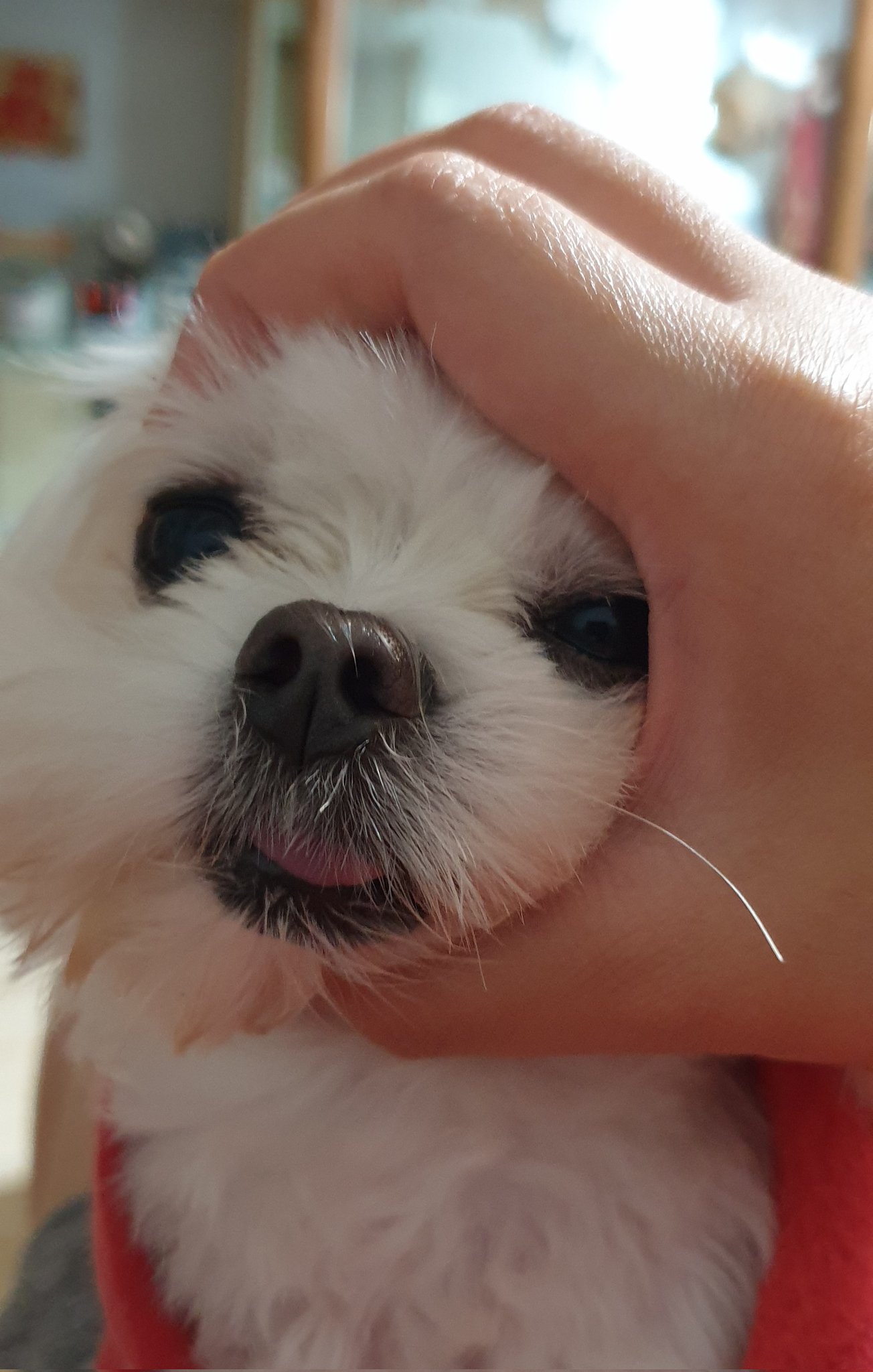 もも米 Momokome5 Twitter