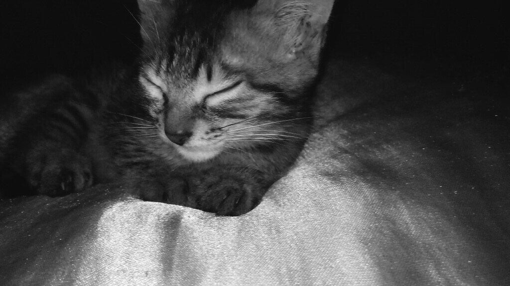 Miaran_K's tweet photo. Now you’re gone 
Rather than being hurt while thinking of you
I try to laugh while reminiscing the days we spent together Please promise me one thing Smile and don’t get sick anymore 
Be happy above the clouds...🥺💔 https://t.co/w7h6F8TPSh