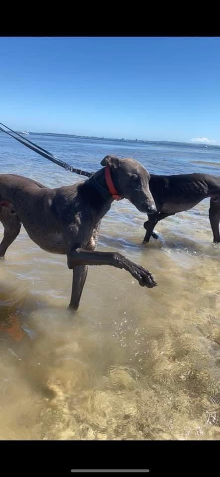 Slingshot Jonesy and On The Bit enjoying their beach recovery session today! Hopefully see both boys back racing soon! 🏖🐾