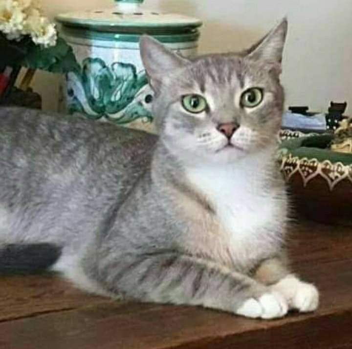 Nyx_incoerente_'s tweet photo. Oggi il buongiorno è per la mia Mavi che oggi compie 5 anni...
La mia Stella Egiziana 🌟
07 febbraio 2017
07 febbraio 2022 
#Gatti #amicigatti #amoreperigatti https://t.co/uzAi2PmfYq