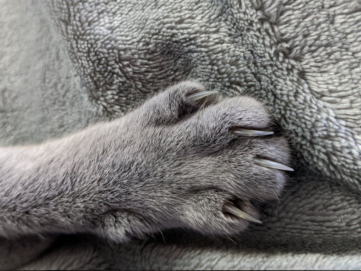saskiarussian's tweet photo. I've been working on these 🐾
#Saskia #russianblue #NZ #CatsofTwittter https://t.co/XQBEVZrrYH
