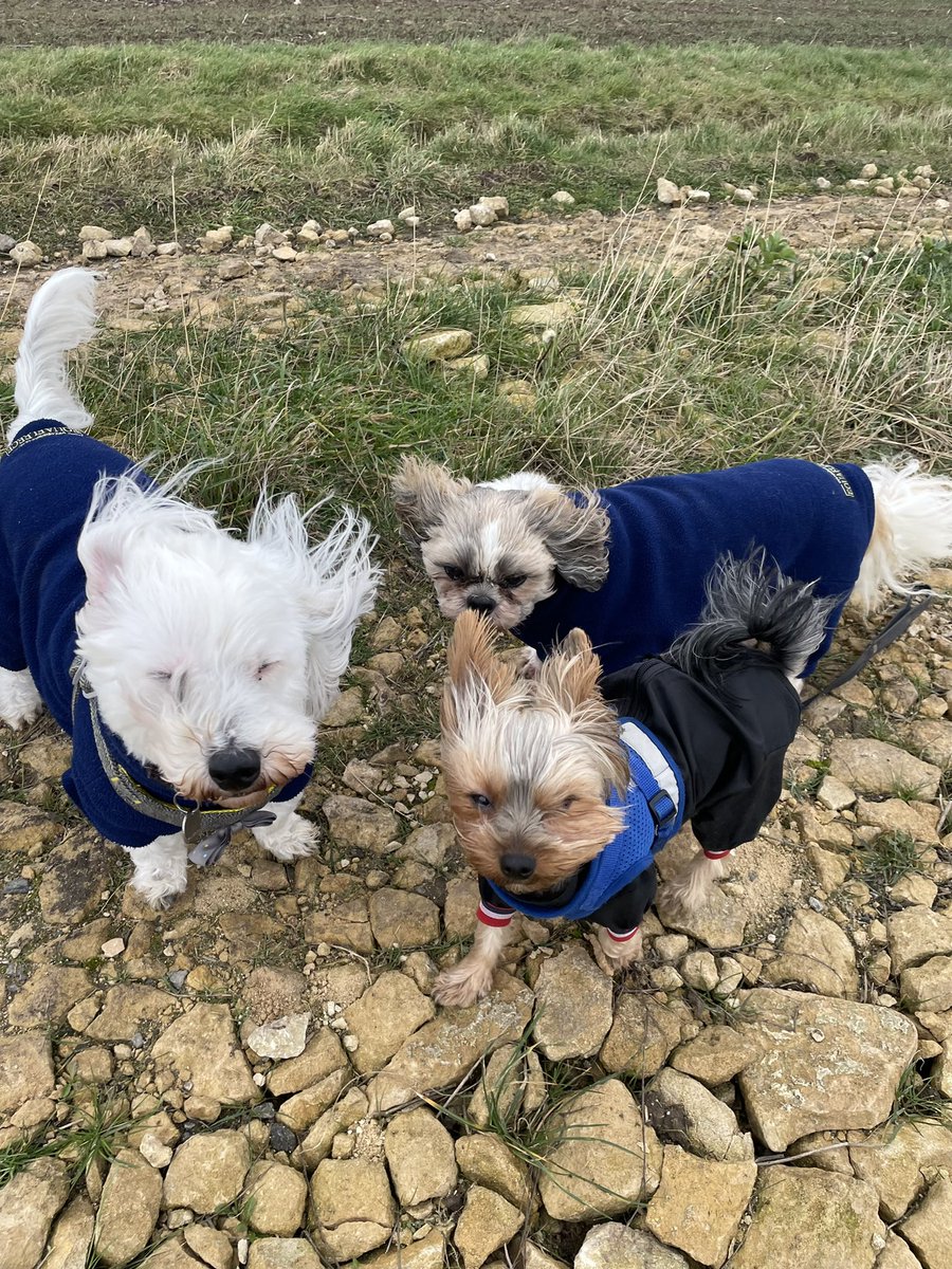 PoundingW's tweet image. Argh soo windy on our walk today it’s blowing our faces but we still look cute #cutedogs #windywalks #dogsoftwitter #lovedogs #dogwalker #haha