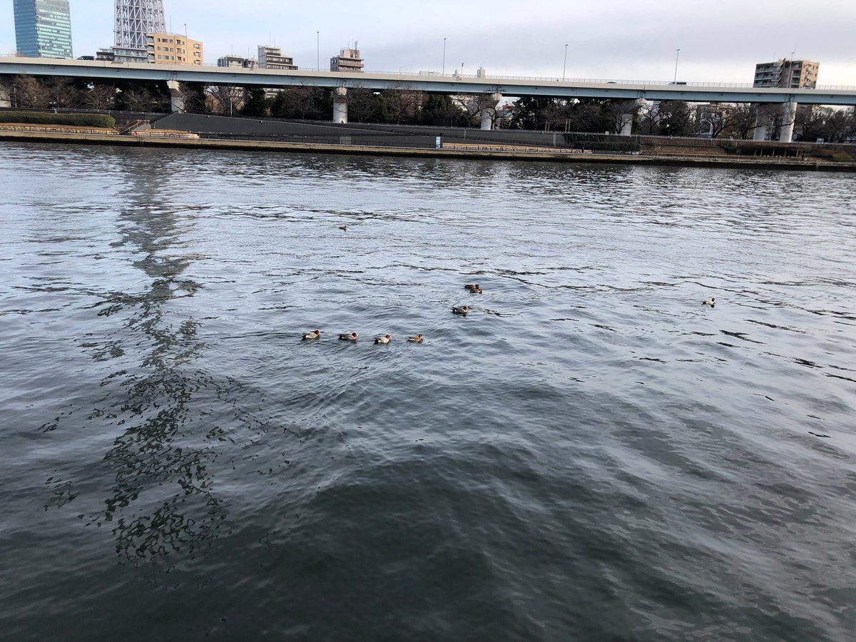 SOCIAL_INTERIOR's tweet photo. 水のあるところについつい引き寄せられるのは鳥も同じでしょうか🦆.🦆..🦆...
#水辺 #憩いの場 #癒やしの場 #居心地 #自然 #birds #subsclife https://t.co/jHPGE0dqnQ