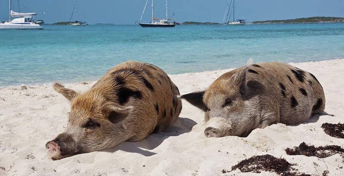 Мы в All Inclusive одной картинкой