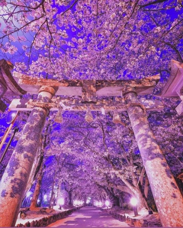 Meiling70785719's tweet photo. cherry blossom #Tokyo https://t.co/22ip0CRY4c